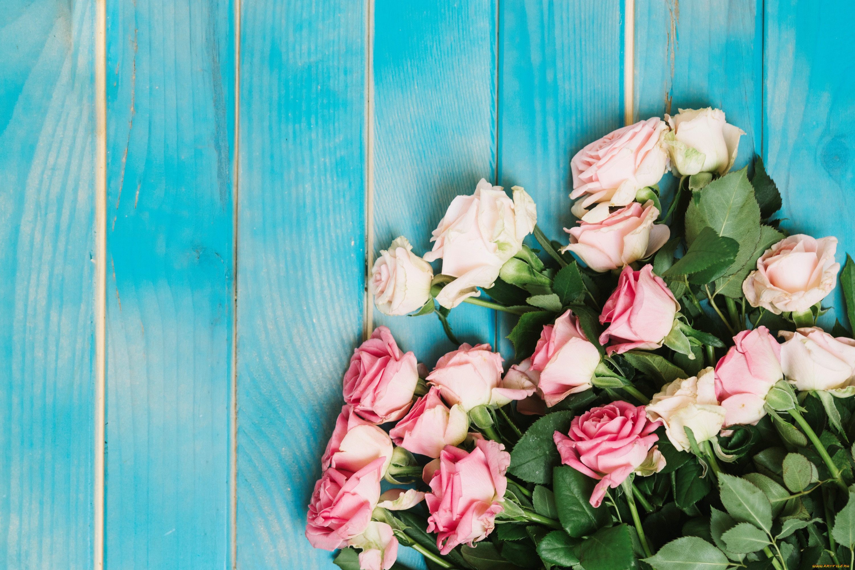 , , roses, pink, romantic, tender, fresh, flowers, , , wood